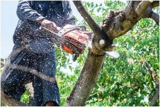 tree services Pineville